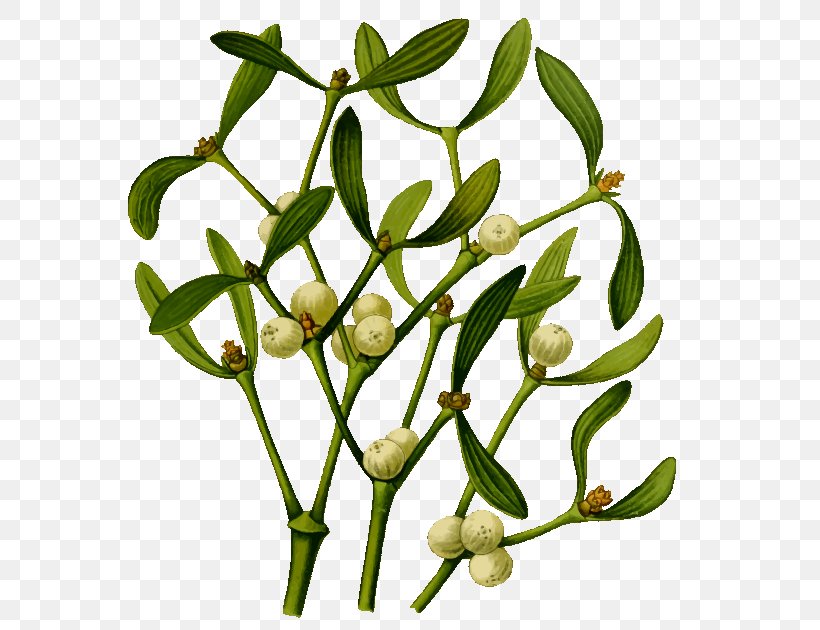 Mistletoe Clip Art, PNG, 600x630px, Mistletoe, Branch, Christmas, Flower, Flowering Plant Download Free