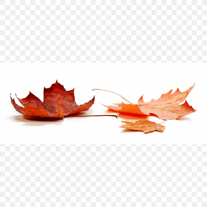 Stock Photography Autumn Leaf Color Royalty-free, PNG, 1000x1000px, Stock Photography, Autumn, Autumn Leaf Color, Business, Leaf Download Free