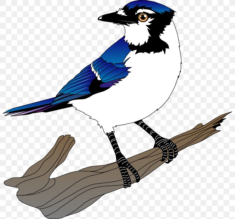 Blue Jay Bird Clip Art, PNG, 800x766px, Blue Jay, Beak, Bird, Blog, Cartoon Download Free