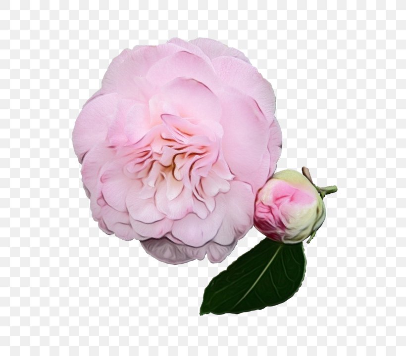 Garden Roses Cabbage Rose Floribunda Peony Cut Flowers, PNG, 727x720px, Garden Roses, Cabbage Rose, Camellia, Chinese Peony, Common Peony Download Free