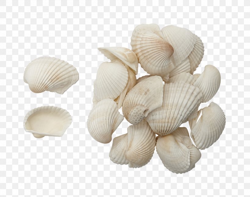 Seashell Shark Cockle Isurus Oxyrinchus Clam, PNG, 2103x1658px, Seashell, Barnacle, Clam, Clams Oysters Mussels And Scallops, Cockle Download Free