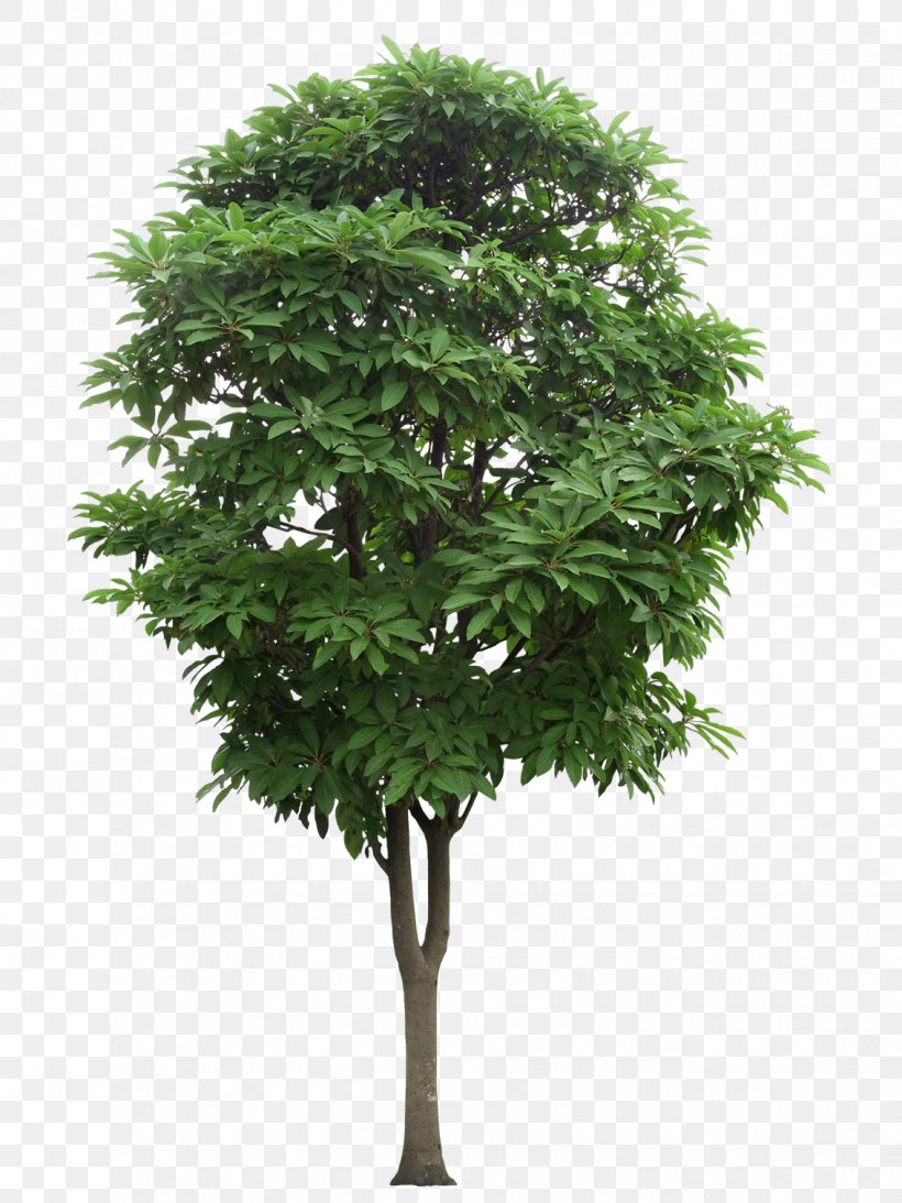 Tree Branch, PNG, 1134x1512px, Tree, Branch, Flowerpot, Houseplant, Leaf Download Free
