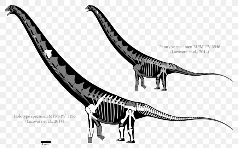 Velociraptor Futalognkosaurus Dreadnoughtus Carcharodontosaurus Mamenchisaurus, PNG, 1130x707px, Velociraptor, Argentinosaurus, Black And White, Carcharodontosaurus, Dilophosaurus Download Free