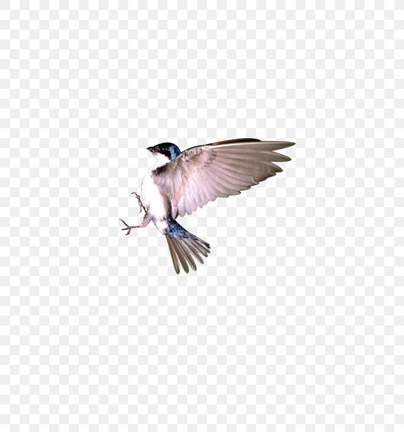 Bird Flight Sparrow, PNG, 778x876px, Bird, Animal, Beak, Bird Flight, Data Download Free