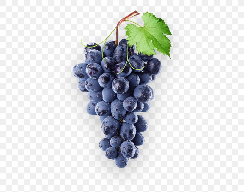Common Grape Vine Concord Grape Wine Isabella, PNG, 449x644px, Common Grape Vine, Berry, Bilberry, Blueberry, Concord Grape Download Free
