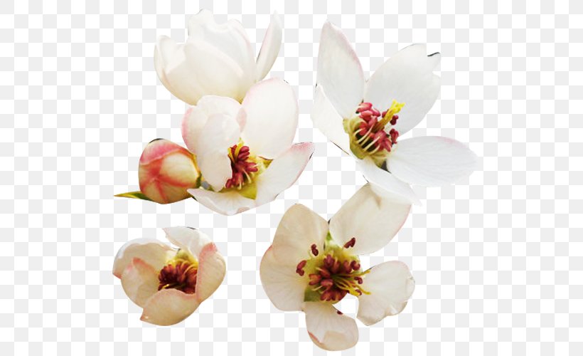 Floral Design Petal Designer Clip Art, PNG, 690x500px, Floral Design, Blossom, Cut Flowers, Designer, Floristry Download Free