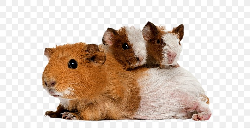 Guinea Pig Mouse Rodent Hamster, PNG, 650x421px, Guinea Pig, Exotic Pet, Fauna, Hamster, Mammal Download Free