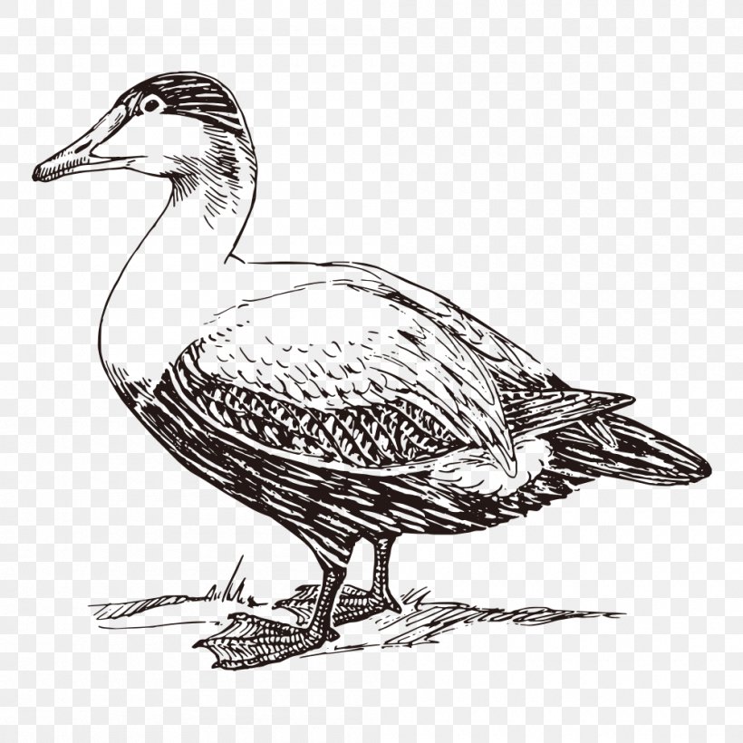 American Pekin Duck Mallard Bird Clip Art, PNG, 1000x1000px, American Pekin, American Black Duck, Animal, Beak, Bird Download Free