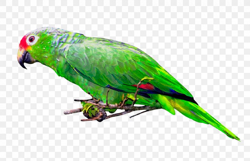 Budgerigar Lovebird Macaw Loriini, PNG, 861x557px, Budgerigar, Beak, Bird, Common Pet Parakeet, Fauna Download Free