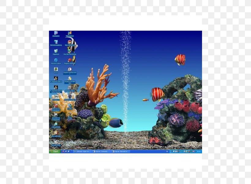 Coral Reef Fish Majorelle Blue Ecosystem Majorelle Garden, PNG, 800x600px, Coral Reef Fish, Aquarium, Aquarium Decor, Biology, Blue Download Free