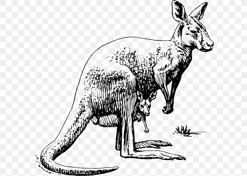 Kangaroo Drawing Clip Art Illustration Vector Graphics, PNG, 600x585px, Kangaroo, Animal Figure, Coloring Book, Costume, Drawing Download Free