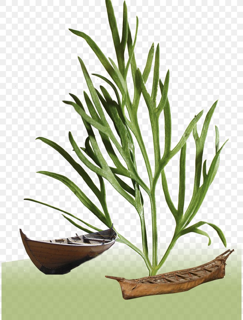 Plant, PNG, 810x1080px, Plant, Branch, Flowerpot, Grass, Grass Family Download Free
