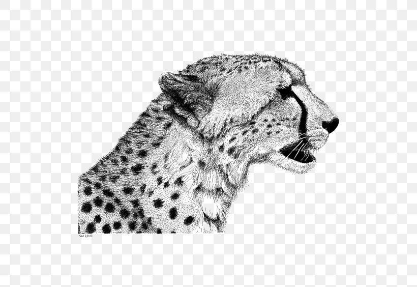 Cheetah Drawing Lion Sketch, PNG, 564x564px, Cheetah, Art, Big Cats, Black And White, Carnivoran Download Free