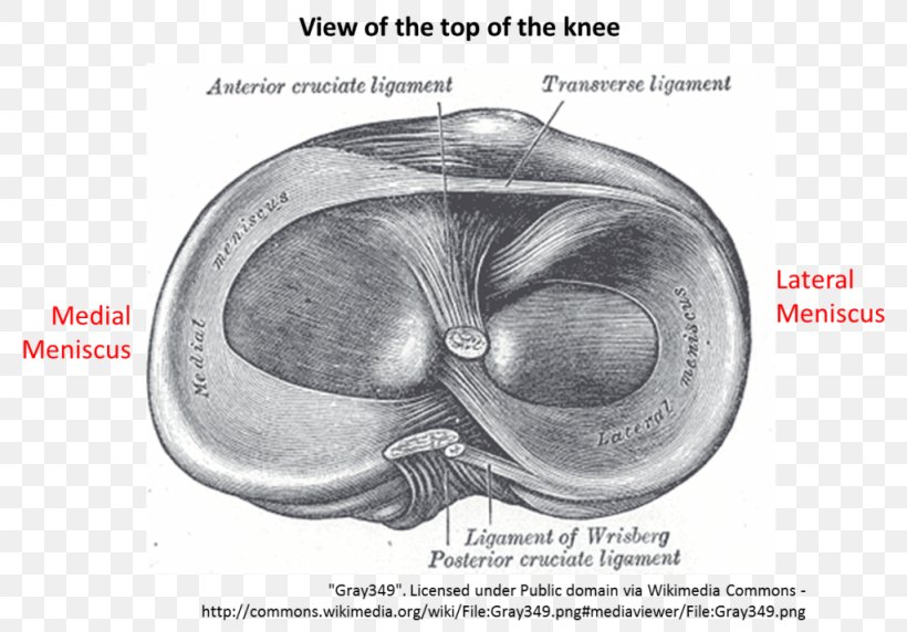 Tear Of Meniscus Anatomy Medial Meniscus Lateral Meniscus, PNG, 1024x715px, Watercolor, Cartoon, Flower, Frame, Heart Download Free