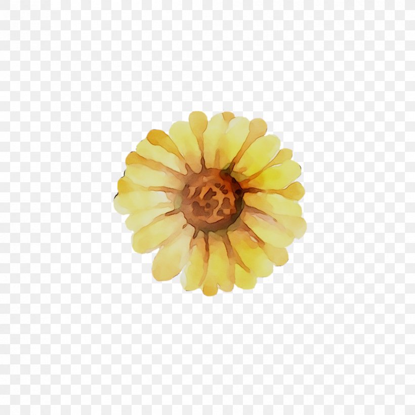 Transvaal Daisy Cut Flowers Flower Bouquet Rose, PNG, 1044x1044px, Transvaal Daisy, Calendula, Chrysanthemum, Chrysanths, Color Download Free