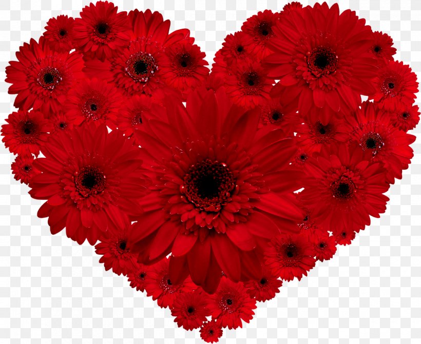 Transvaal Daisy Flower Red Heart Valentine's Day, PNG, 1200x983px, Transvaal Daisy, Annual Plant, Chrysanths, Color, Cut Flowers Download Free
