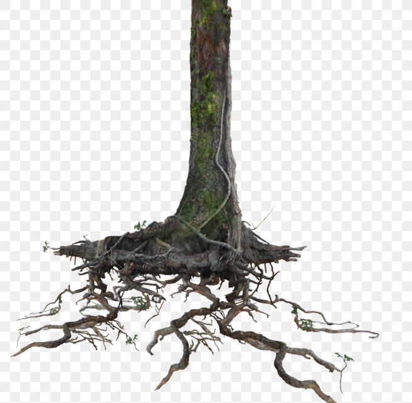 Trunk Clip Art Tree Root, PNG, 874x855px, Trunk, Branch, Drawing, Plant, Root Download Free