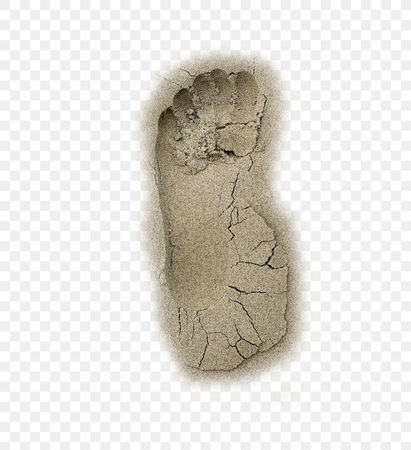 Beach Footprint Sand, PNG, 733x896px, Beach, Animal Track, Artifact, Footprint, Sand Download Free