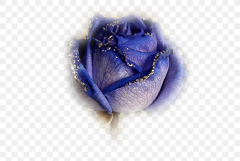 Blue Rose Flower, PNG, 486x552px, Blue Rose, Blingee, Blue, Cobalt Blue, Ecard Download Free