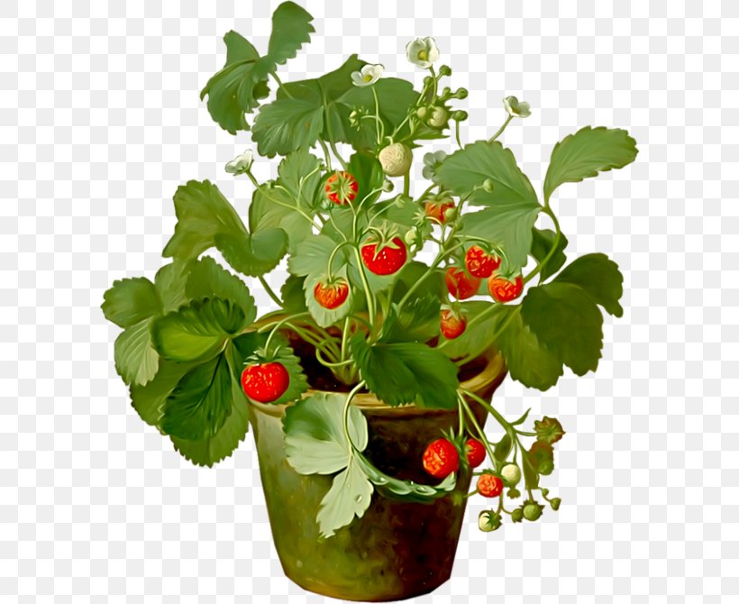 Strawberry Fraisier Amorodo Fruit Drawing, PNG, 600x670px, Strawberry, Amorodo, Drawing, Flowerpot, Food Download Free