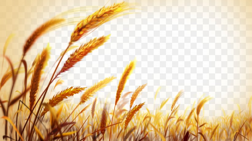 Wheat Wallpaper, PNG, 6000x3375px, Wheat, Cereal Germ, Close Up, Commodity, Emmer Download Free