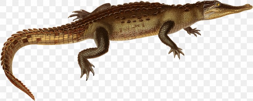 American Crocodile American Alligator Agamas Clip Art Image, PNG, 2376x953px, American Crocodile, Agama, Agamas, Agamidae, Alligators Download Free