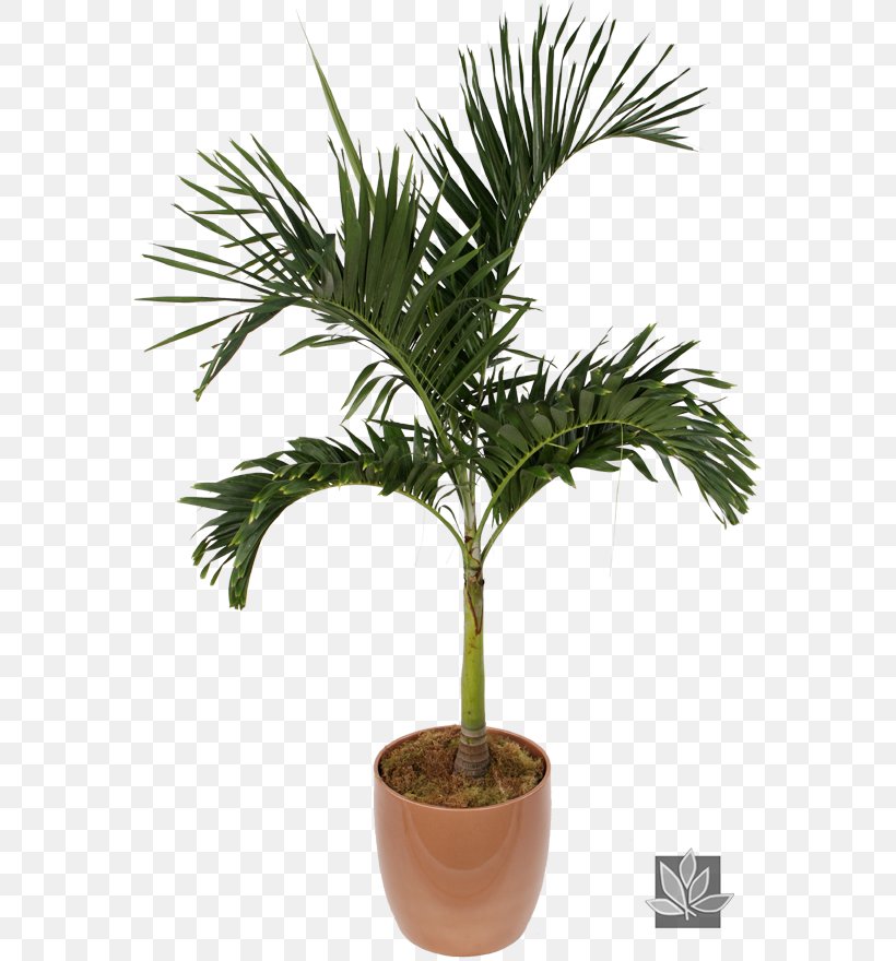 Asian Palmyra Palm Chamaedorea Elegans Houseplant Veitchia Flowerpot, PNG, 575x880px, Asian Palmyra Palm, Adonidia Merrillii, Areca Palm, Arecaceae, Arecales Download Free