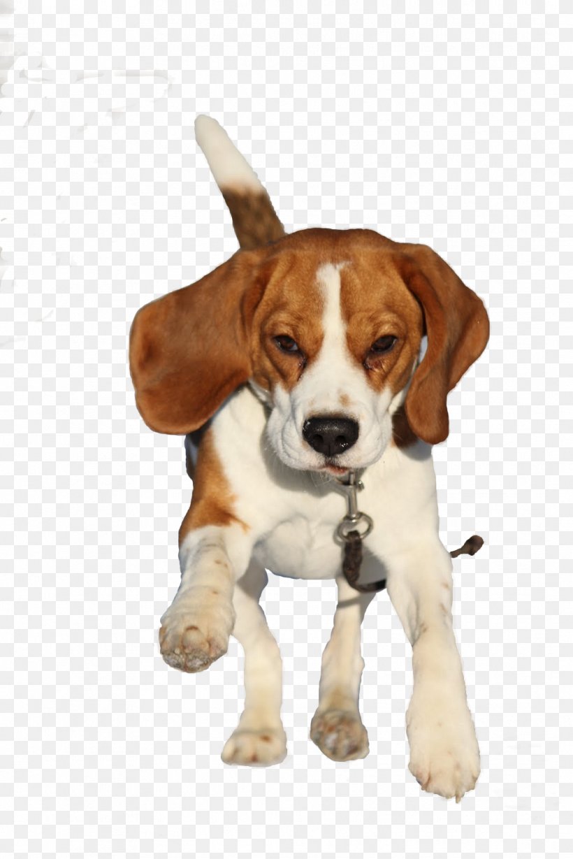 Beagle-Harrier English Foxhound Beagle-Harrier American Foxhound, PNG, 1067x1600px, Beagle, American Foxhound, Beagle Harrier, Beagleharrier, Black And Tan Coonhound Download Free