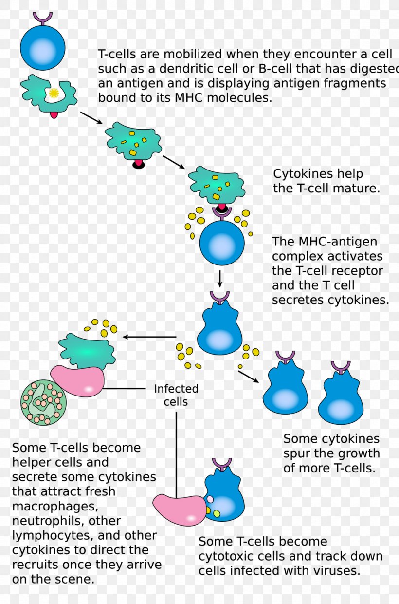 Cytotoxic T Cell Lymphocyte Immune System Cell-mediated Immunity, PNG, 1058x1600px, T Cell, Antigen, Cell, Cellmediated Immunity, Cytotoxic T Cell Download Free