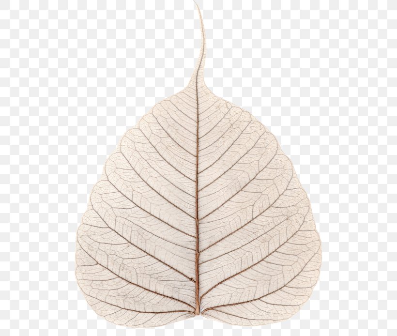 Leaf Pillow, PNG, 512x694px, Leaf, Pillow, Plant Download Free