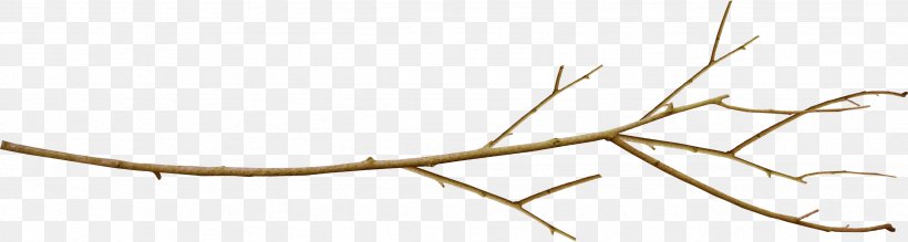 Branch Twig Leaf Tree Plant Stem, PNG, 2464x660px, Branch, Close Up, Flower, Grass Family, Information Download Free