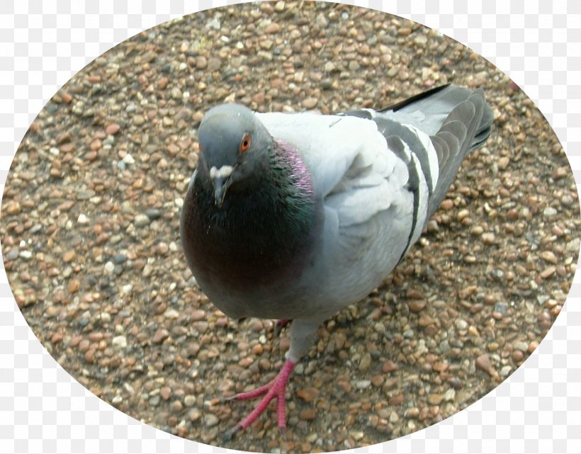 Columbidae Bird Domestic Pigeon Mourning Dove Crop Milk, PNG, 1931x1510px, Columbidae, Beak, Bird, Bride Of Christ, Bridegroom Download Free