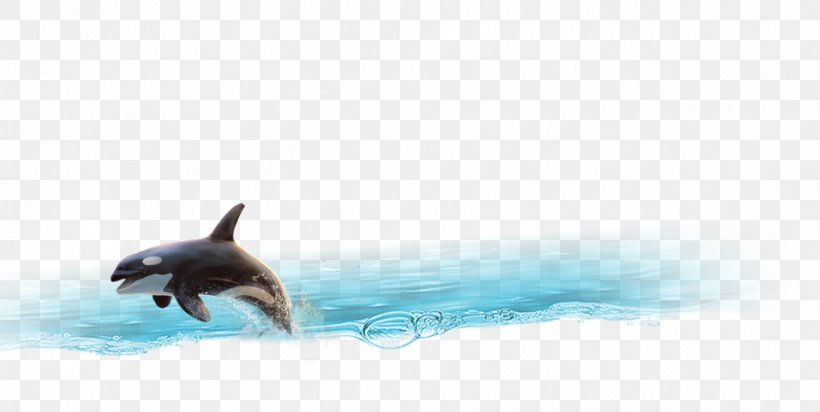Dolphin Porpoise Cetacea Tail Wallpaper, PNG, 957x482px, Dolphin, Blue, Cetacea, Closeup, Computer Download Free