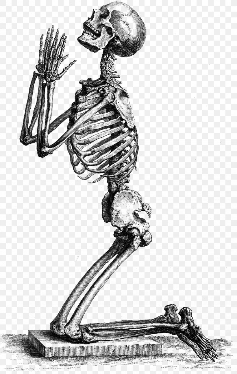 Human Skeleton The Anatomy Of The Human Body Skull, PNG, 868x1367px, Human Skeleton, Anatomy, Anatomy Of The Human Body, Arm, Art Download Free