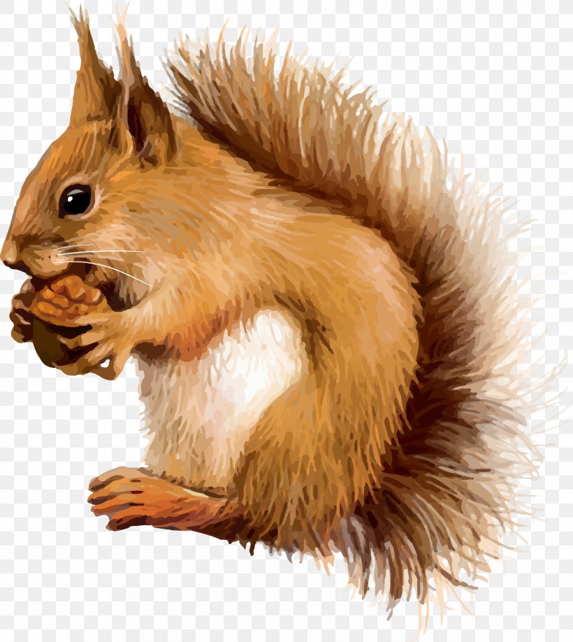 Red Squirrel Clip Art, PNG, 2346x2628px, Squirrel, Animal, Arctic Ground Squirrel, Drawing, Fauna Download Free