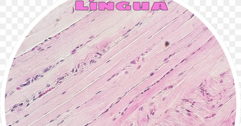 Striated Muscle Tissue Skeletal Muscle Histology Tecido Muscular Estriado, PNG, 1200x630px, Striated Muscle Tissue, Blood, Cat Tongue, Cell, Cell Nucleus Download Free