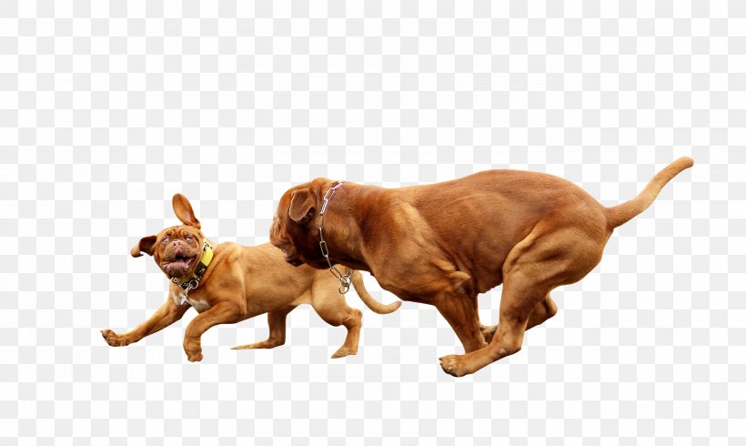 Vizsla Irish Setter Puppy Dog Breed Companion Dog, PNG, 3000x1794px, Vizsla, Breed, Carnivoran, Companion Dog, Dog Download Free