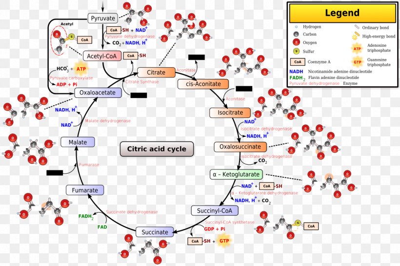 Citric Acid Cycle Tricarboxylic Acid Pyruvic Acid Coenzyme A, PNG, 1280x853px, Citric Acid Cycle, Acetylcoa, Acid, Adenosine Triphosphate, Area Download Free
