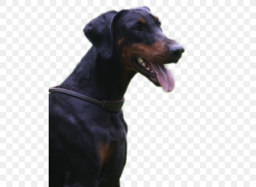 Dobermann Manchester Terrier German Pinscher Polish Hunting Dog Dog Breed, PNG, 507x600px, Dobermann, Austrian Black And Tan Hound, Breed, Carnivoran, Dog Download Free
