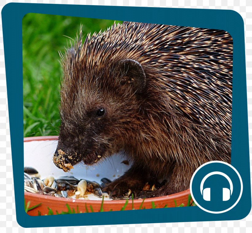 Domesticated Hedgehog European Hedgehog Mammal Echidna Animal, PNG, 1024x949px, Domesticated Hedgehog, Animal, Animal Communication, Echidna, Erinaceidae Download Free