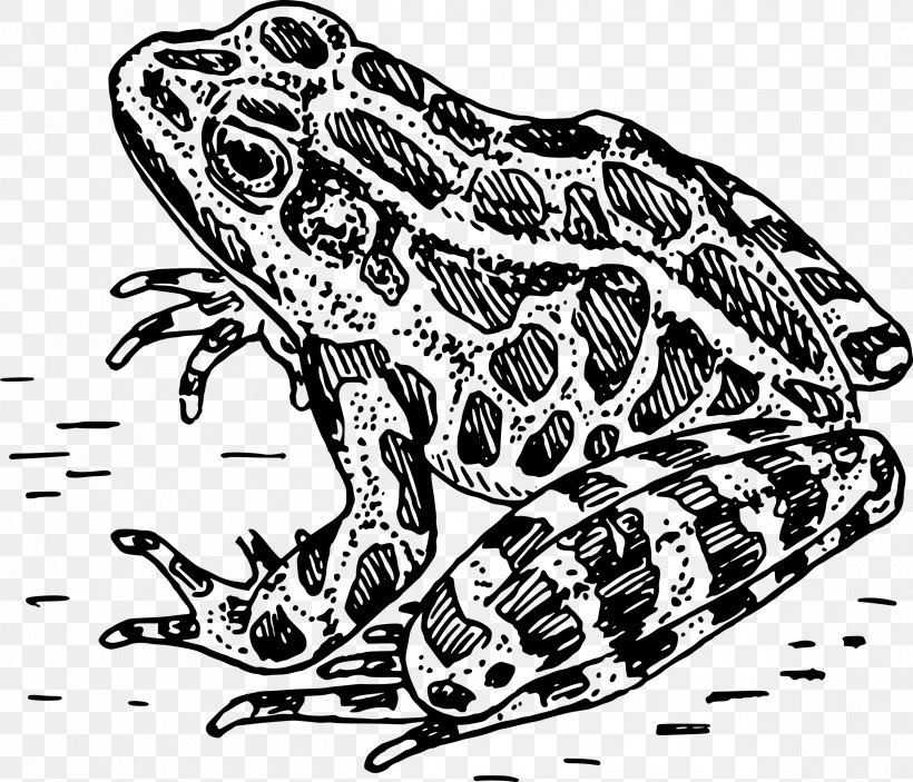 Edible Frog Vertebrate Clip Art, PNG, 2400x2060px, Frog, American Bullfrog, Amphibian, Animal, Art Download Free