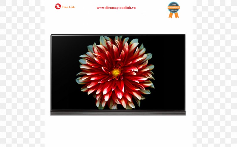 LG Electronics OLED 4K Resolution Television, PNG, 940x587px, 4k Resolution, Oled, Chrysanths, Daisy Family, Flora Download Free