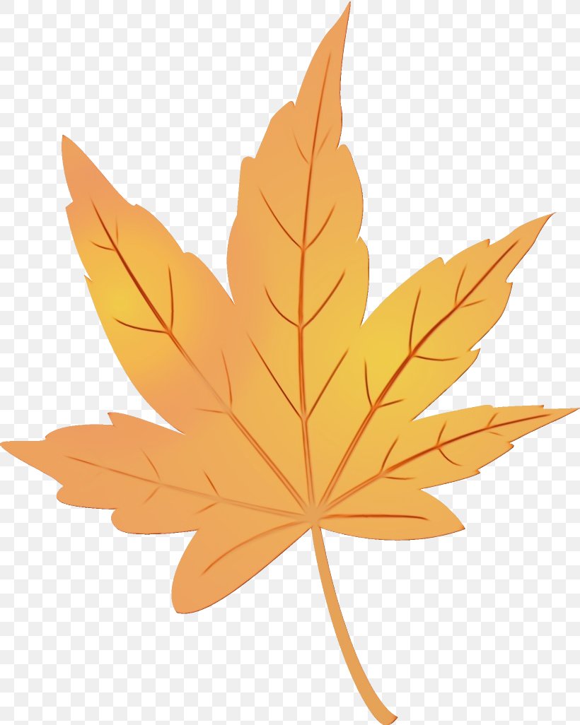 Maple Leaf, PNG, 820x1026px, Watercolor, Black Maple, Leaf, Maple Leaf, Orange Download Free