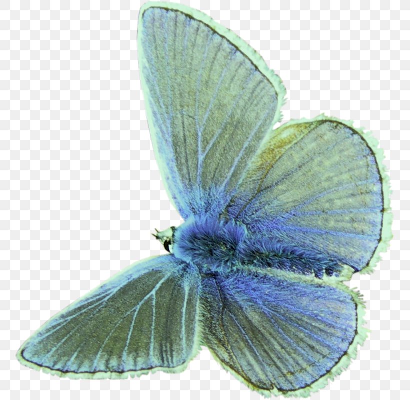Monarch Butterfly, PNG, 759x800px, Gossamerwinged Butterflies, Adonis Blue, Art, Arthropod, Brushfooted Butterflies Download Free