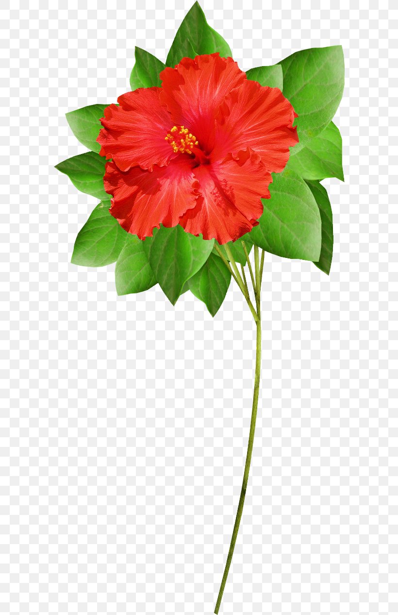 Shoeblackplant Clip Art, PNG, 600x1266px, Shoeblackplant, Annual Plant, Blog, Chinese Hibiscus, Cut Flowers Download Free