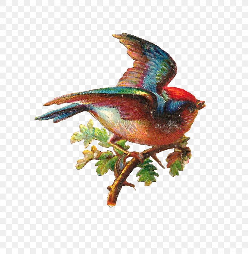 Bird Clip Art, PNG, 897x919px, Bird, Beak, Bird Nest, Birdcage, Birdofparadise Download Free