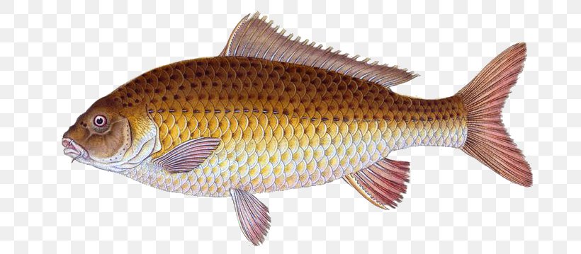 Common Carp Goldfish Tilapia, PNG, 708x359px, Carp, Aquatic Animal, Bass, Bony Fish, Common Carp Download Free
