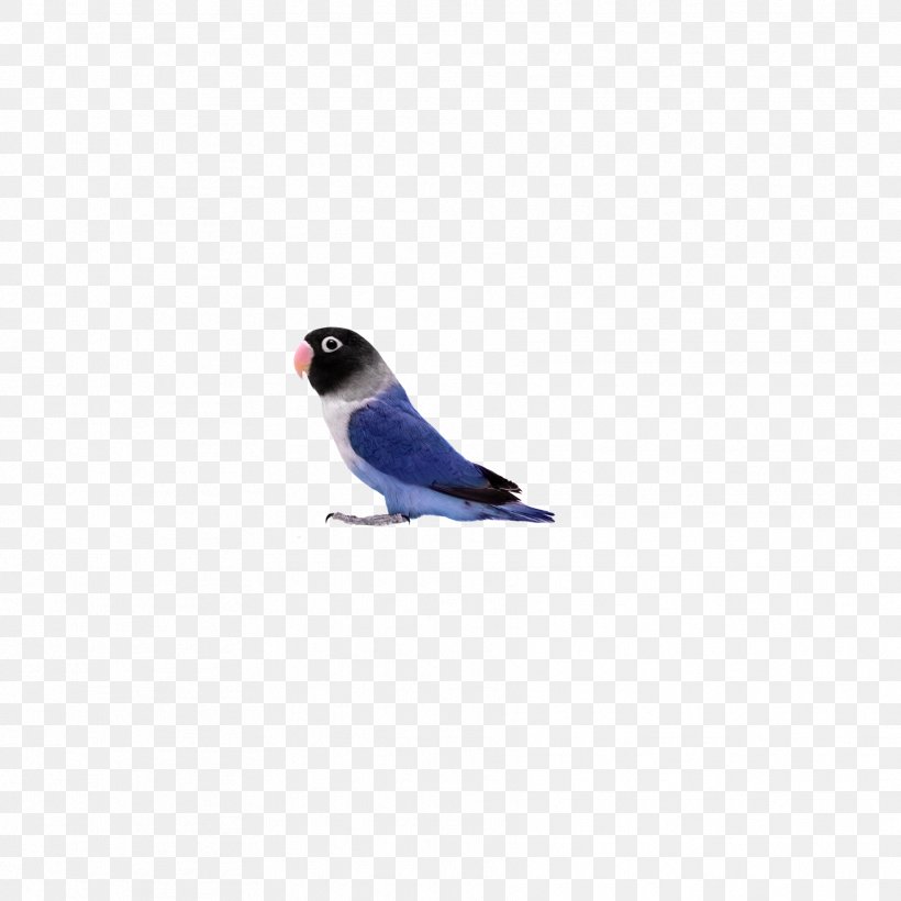 Lovebird Parrot U9ce5u985e: U9e1au9d61, PNG, 1772x1772px, Lovebird, Beak, Bird, Feather, Google Images Download Free
