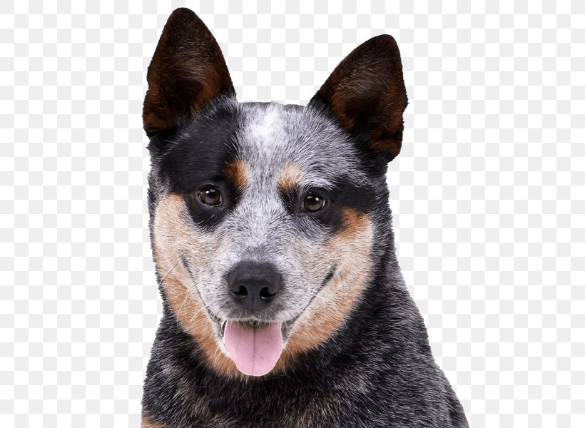 Ormskirk Terrier Stumpy Tail Cattle Dog Australian Cattle Dog Australian Kelpie Rare Breed (dog), PNG, 600x600px, Stumpy Tail Cattle Dog, Australian Cattle Dog, Australian Kelpie, Australian Stumpy Tail Cattle Dog, Breed Download Free