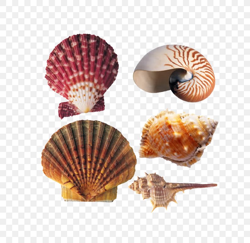 Seafood Cockle Marine Biology, PNG, 800x800px, Seafood, Aquaculture, Beach, Cockle, Conchology Download Free
